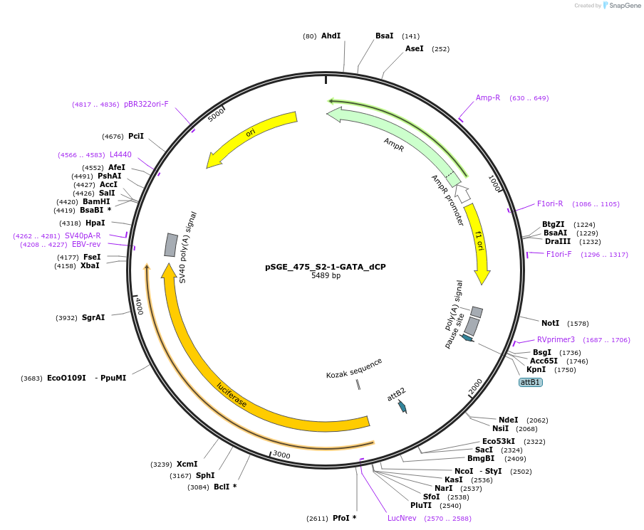 71155-plasmid-map-sequence-id-127082