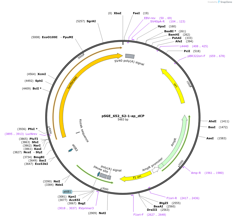 71161-plasmid-map-sequence-id-127088