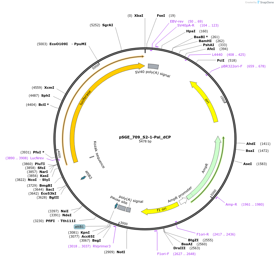 71162-plasmid-map-sequence-id-127089