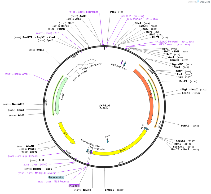 26841-plasmid-map-sequence-id-12709