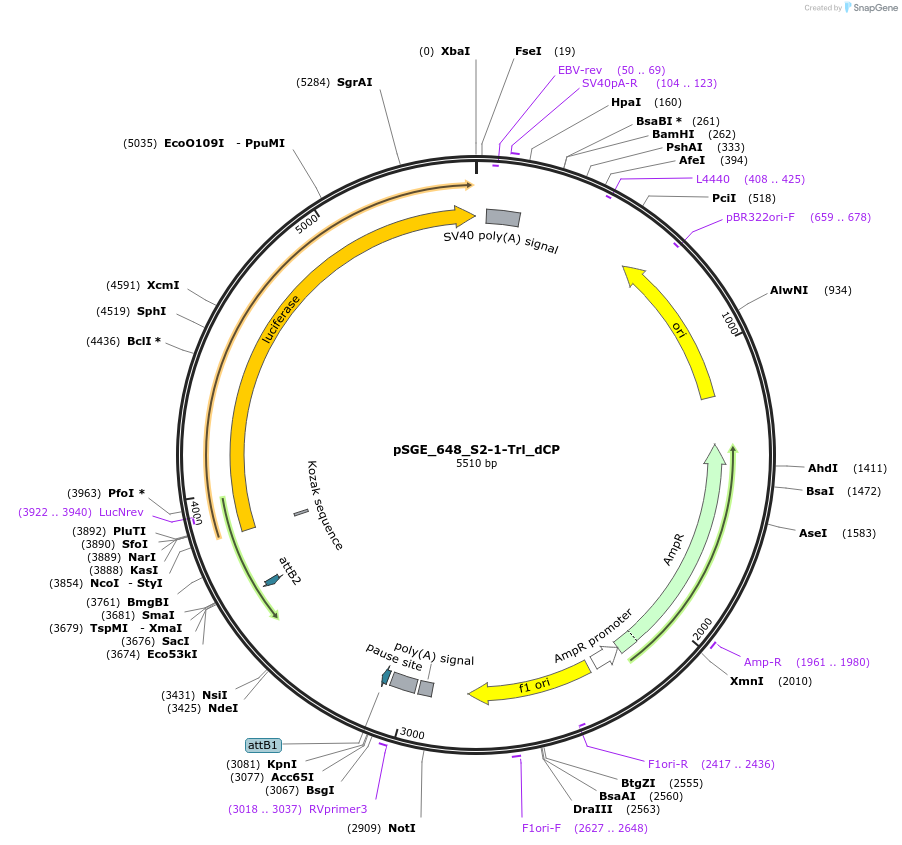 71166-plasmid-map-sequence-id-127093