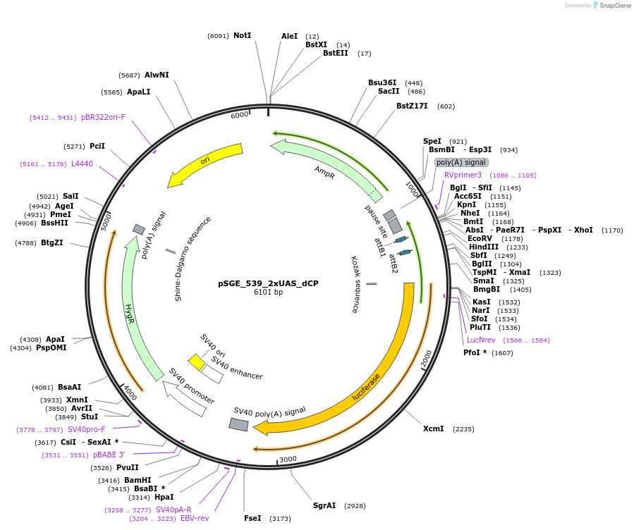 71168-plasmid-map-sequence-id-127095
