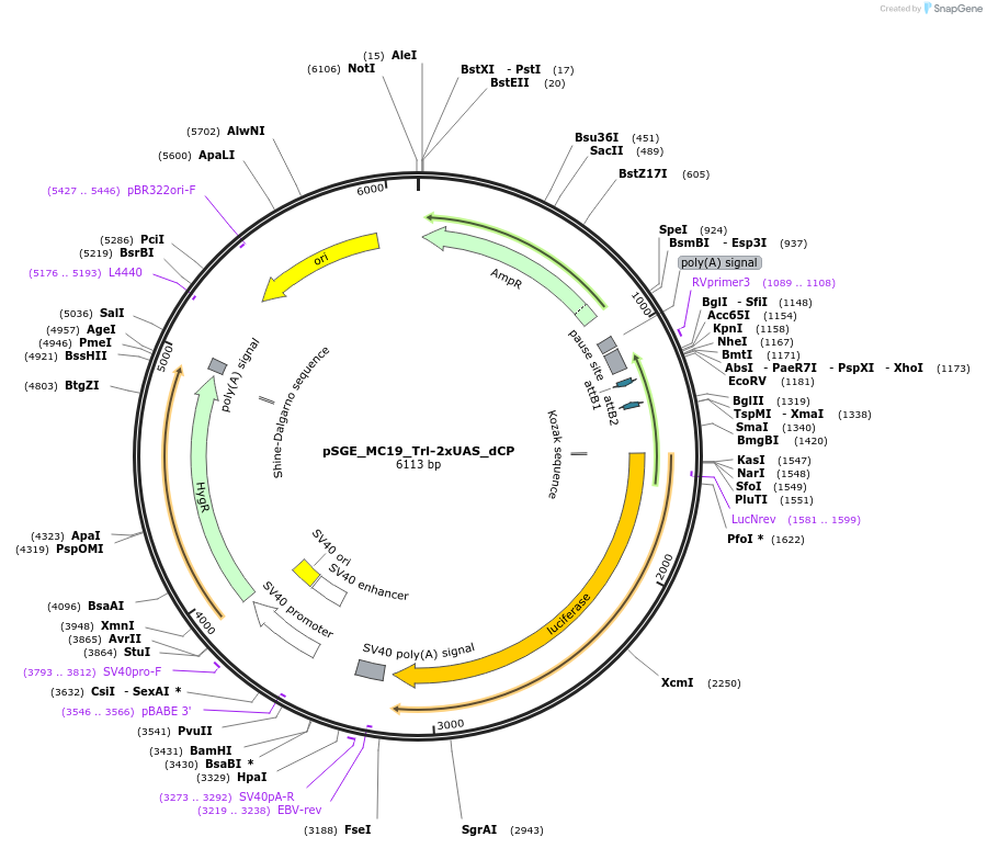71170-plasmid-map-sequence-id-127097