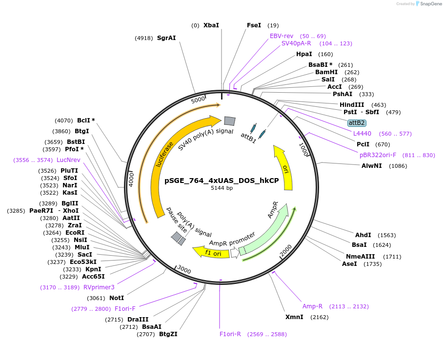 71172-plasmid-map-sequence-id-127099