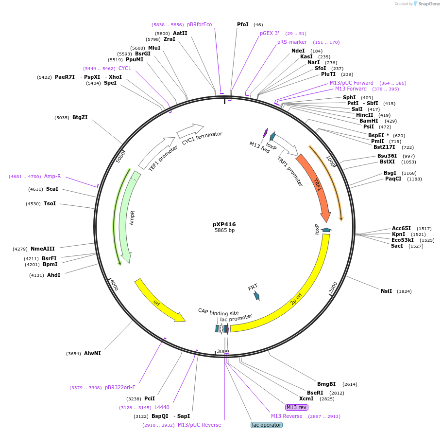 26842-plasmid-map-sequence-id-12710