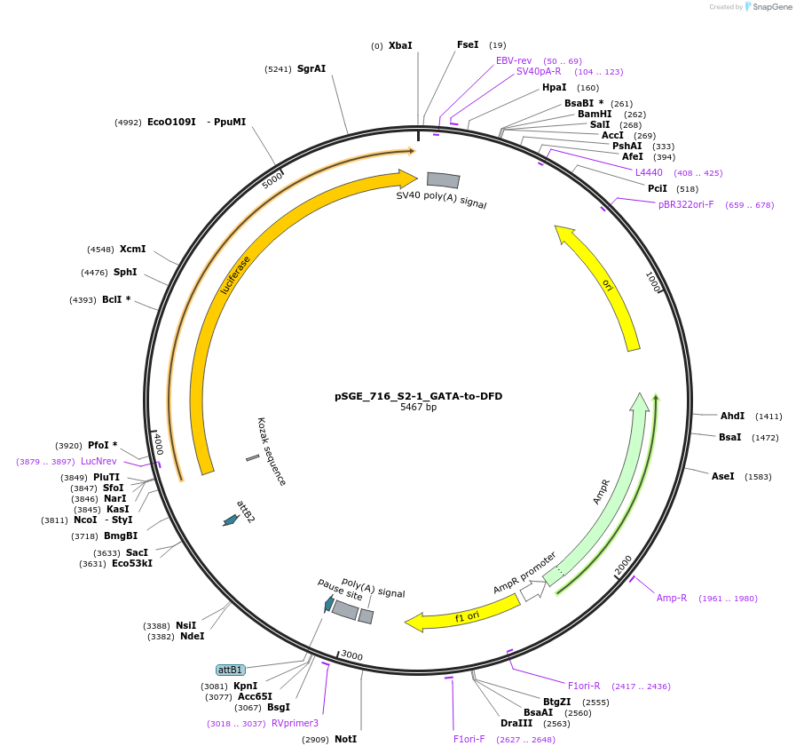 71173-plasmid-map-sequence-id-127100