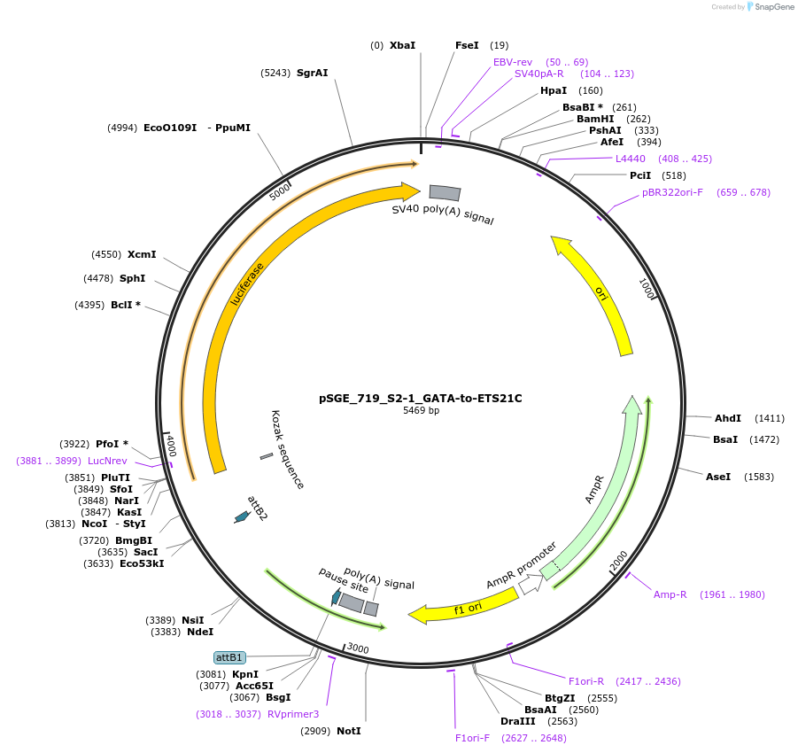 71175-plasmid-map-sequence-id-127102