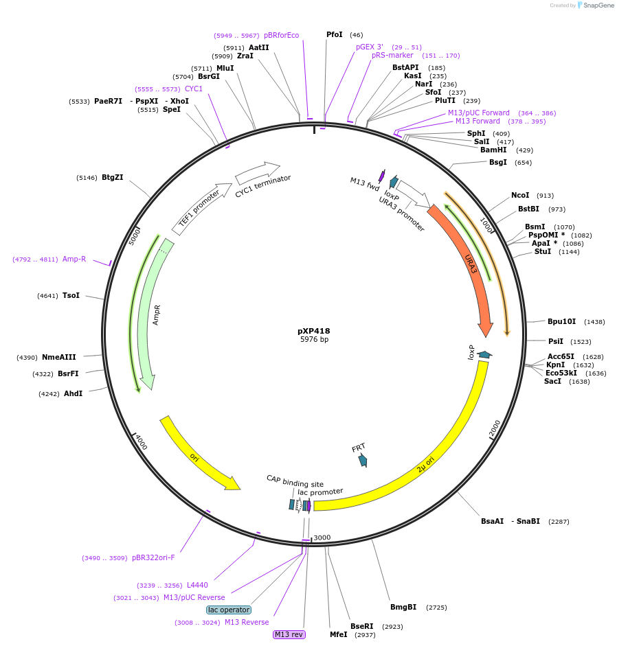 26843-plasmid-map-sequence-id-12711
