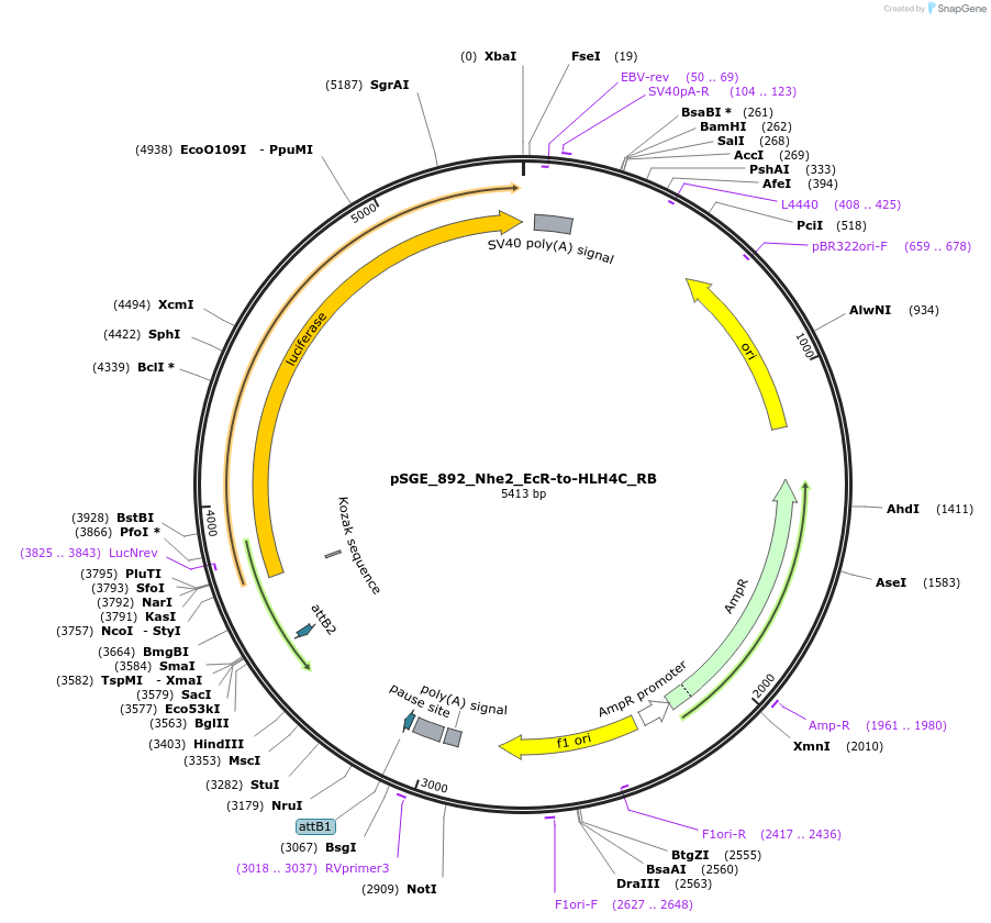 71187-plasmid-map-sequence-id-127114