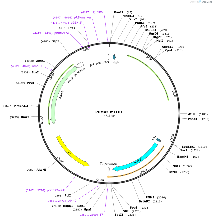 69852-plasmid-map-sequence-id-127134