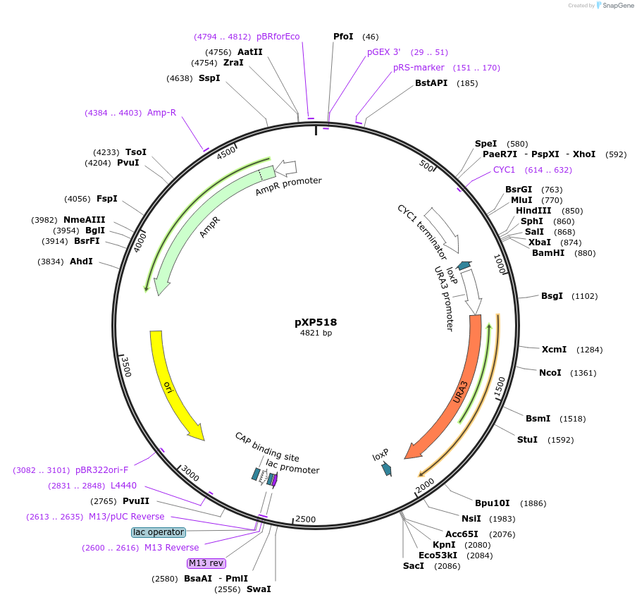 26846-plasmid-map-sequence-id-12714