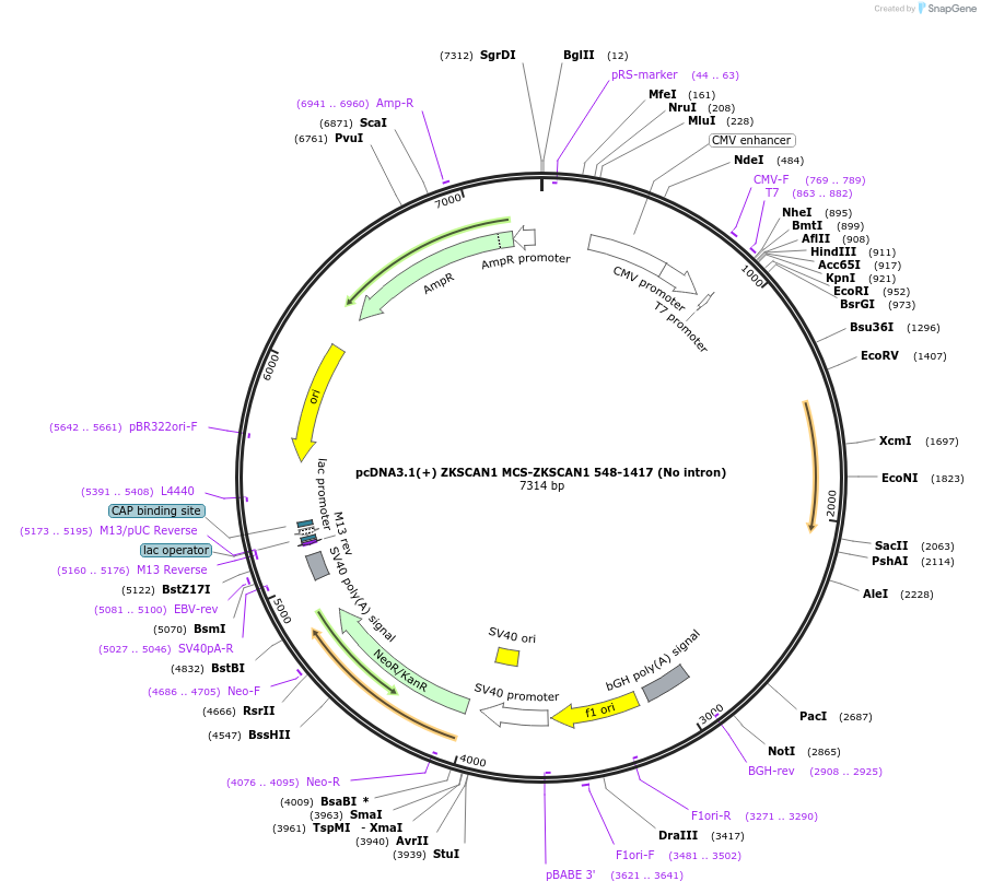 69904-plasmid-map-sequence-id-127146