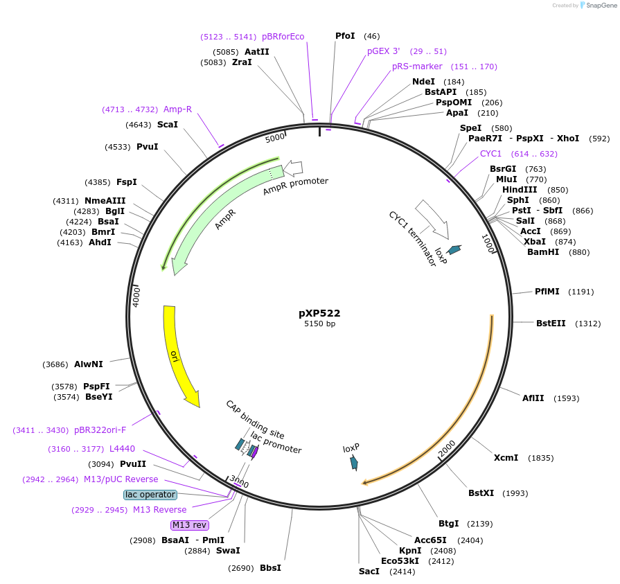 26847-plasmid-map-sequence-id-12715