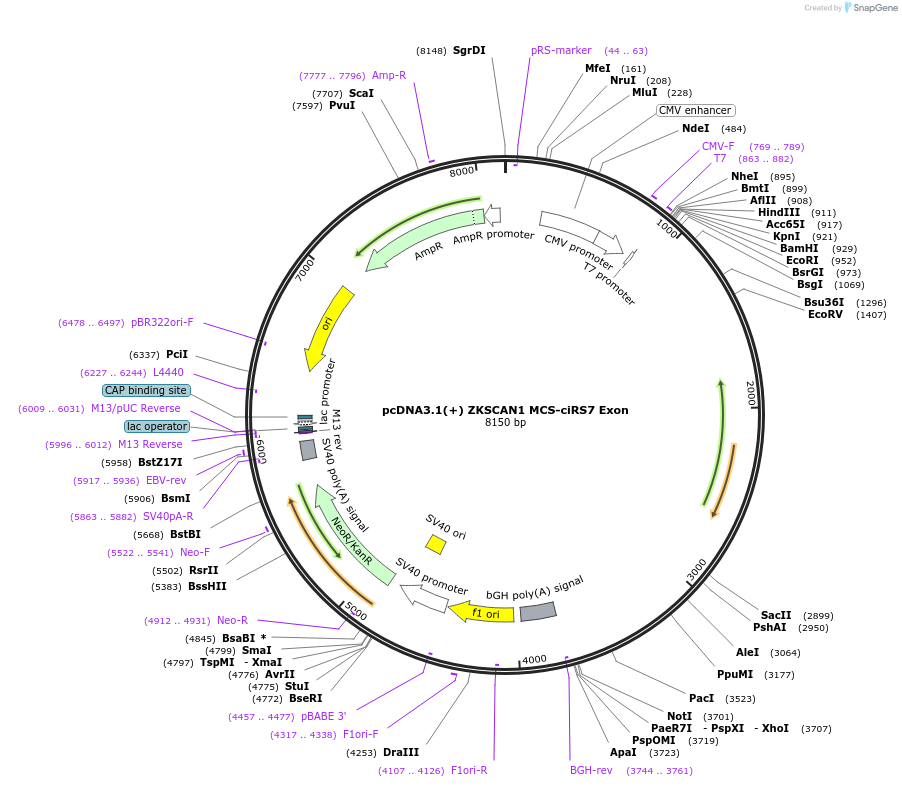 69906-plasmid-map-sequence-id-127150