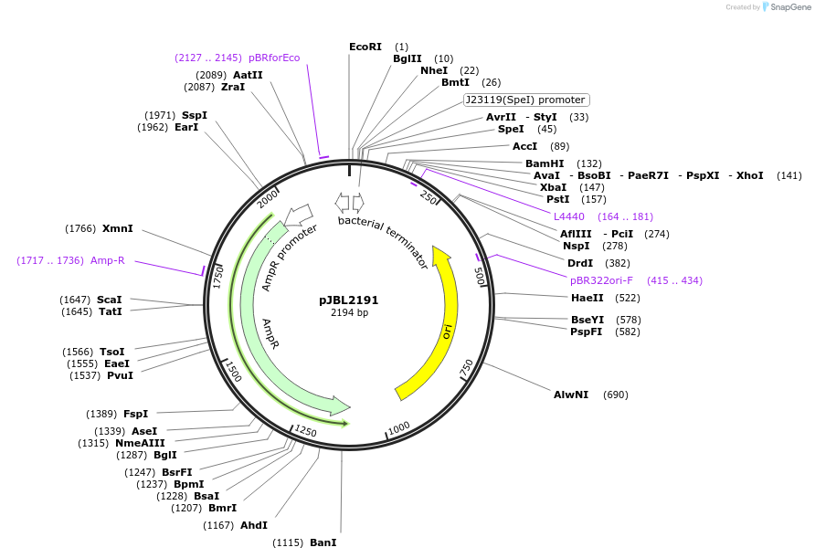71205-plasmid-map-sequence-id-127155