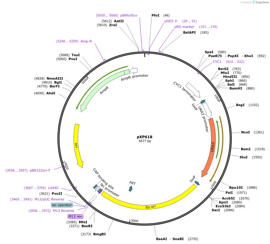 26848-plasmid-map-sequence-id-12716