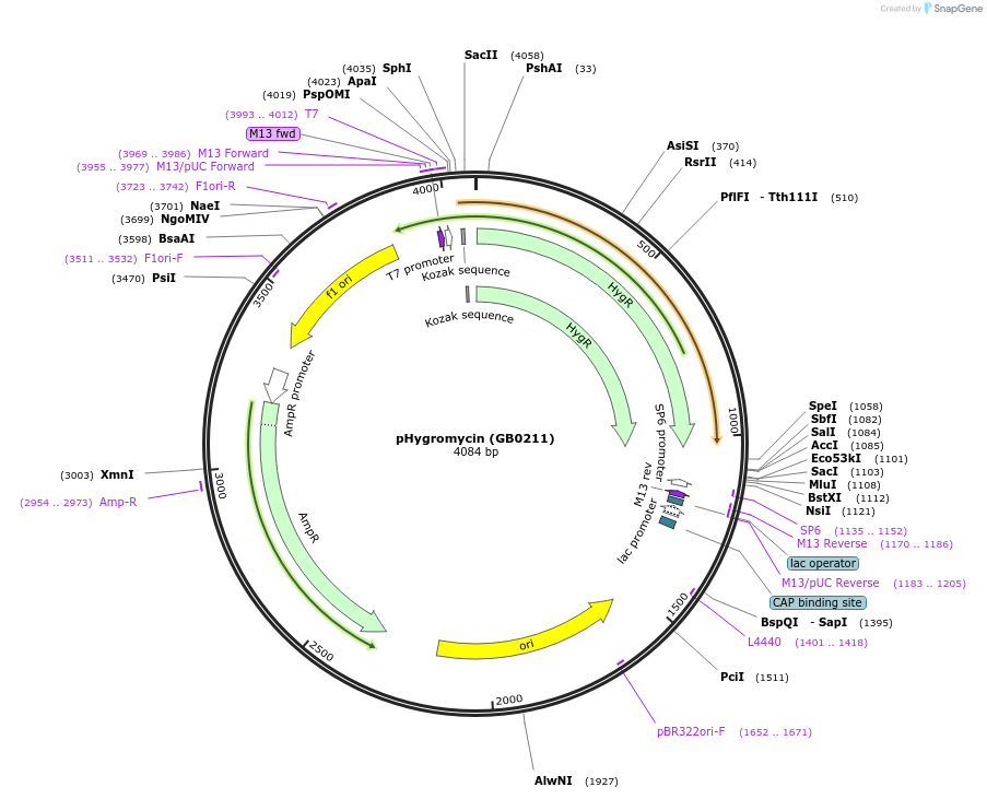 68204-plasmid-map-sequence-id-127161