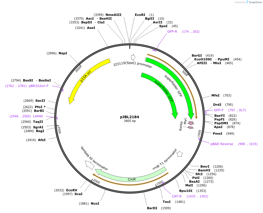 71209-plasmid-map-sequence-id-127163