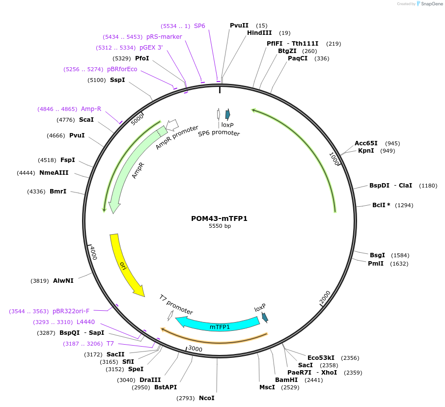 69853-plasmid-map-sequence-id-127167