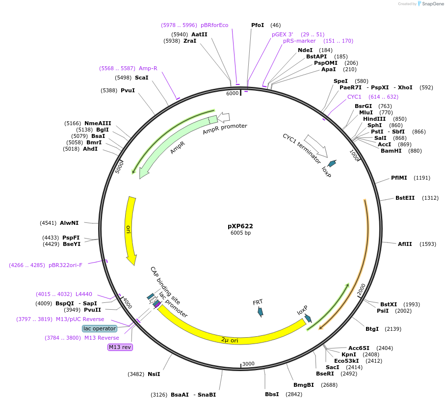 26849-plasmid-map-sequence-id-12717