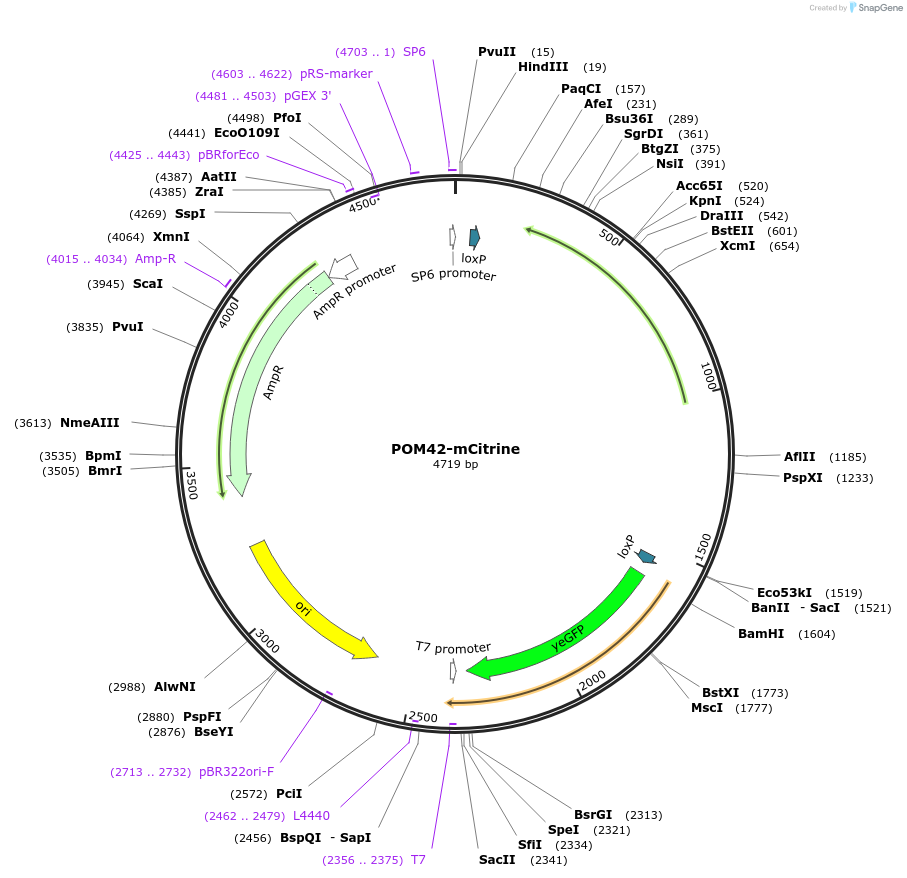 69854-plasmid-map-sequence-id-127170