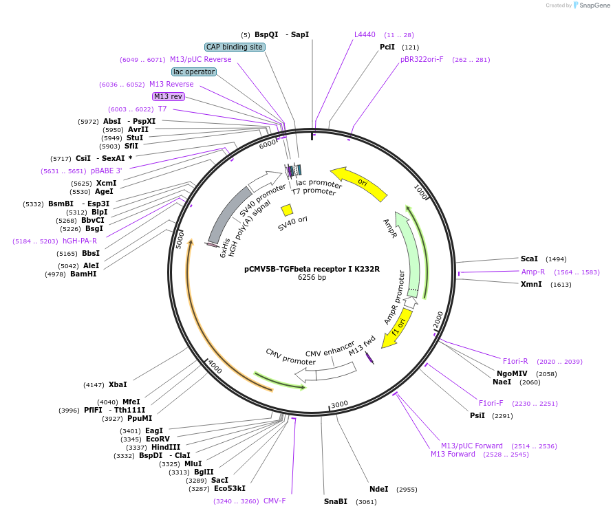 11763-plasmid-map-sequence-id-127174