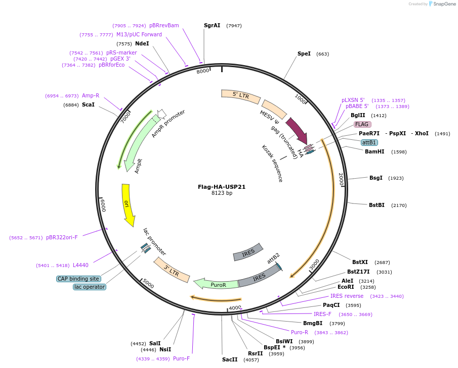 22574-plasmid-map-sequence-id-127178