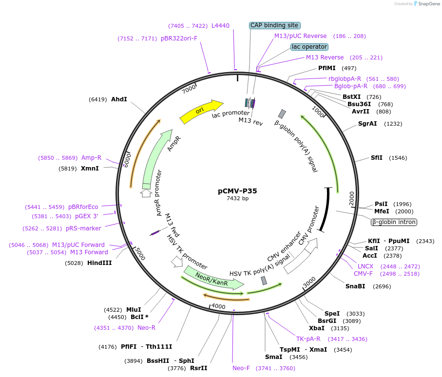 1347-plasmid-map-sequence-id-127179