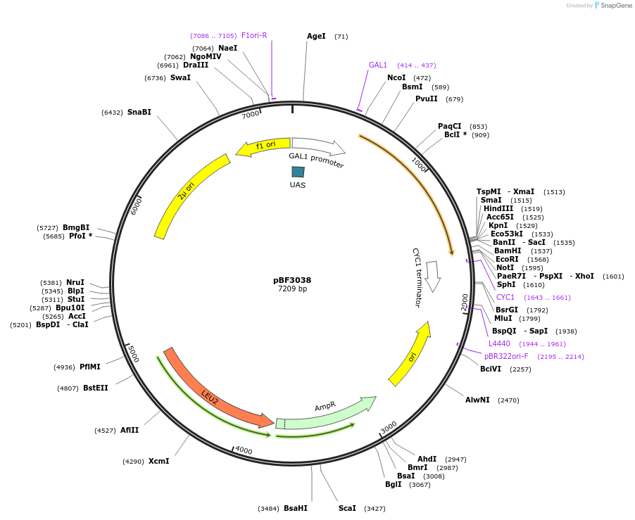 26850-plasmid-map-sequence-id-12718