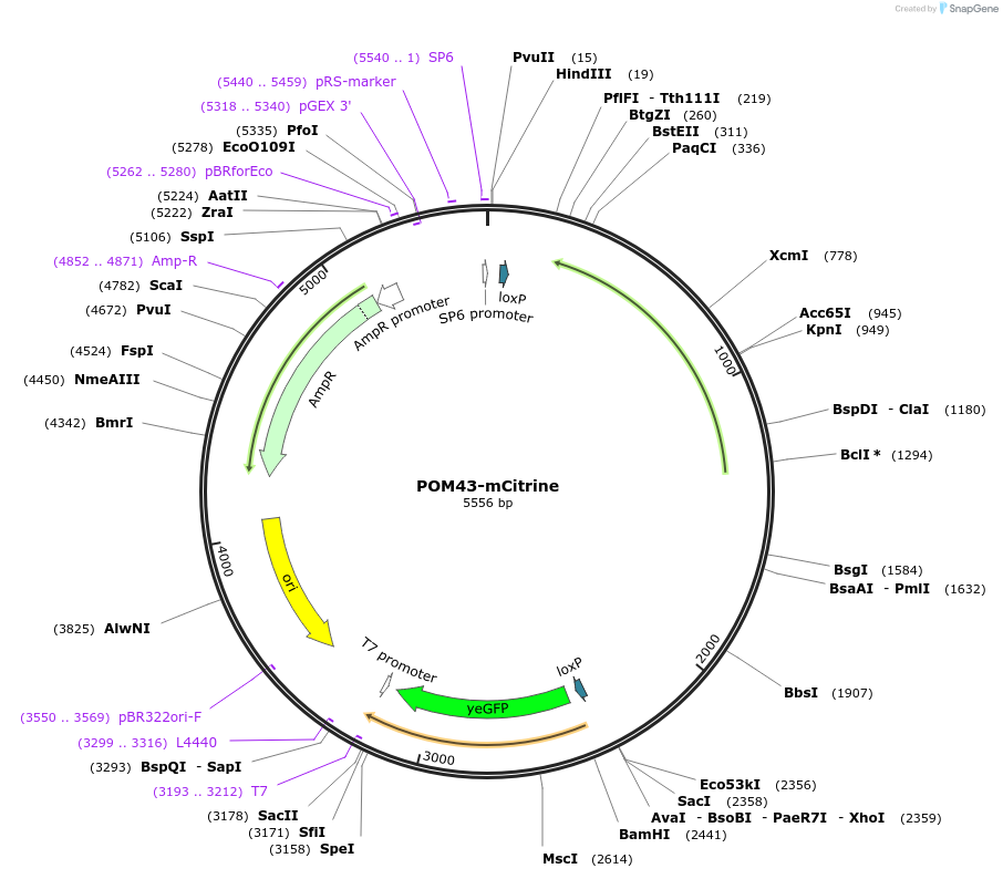 69855-plasmid-map-sequence-id-127185