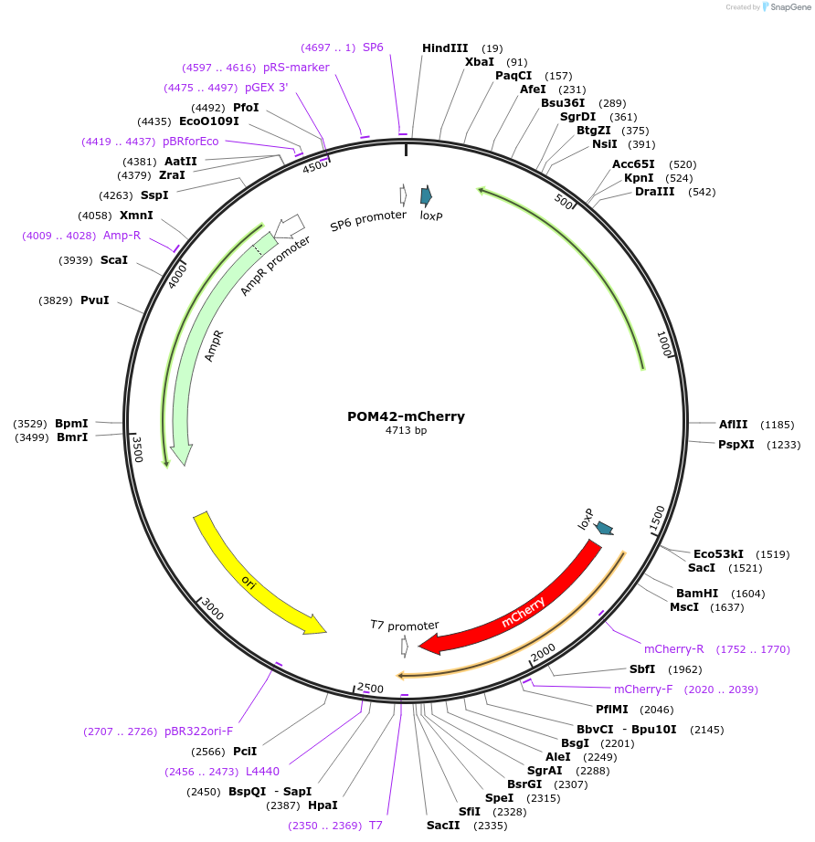 69856-plasmid-map-sequence-id-127188