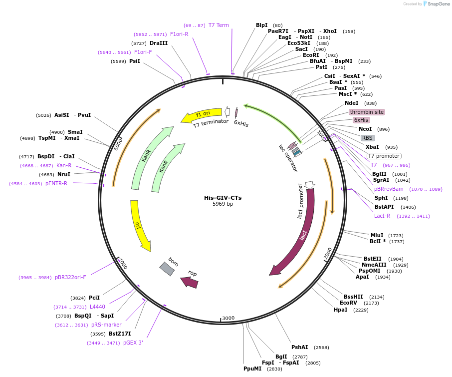 69864-plasmid-map-sequence-id-127199