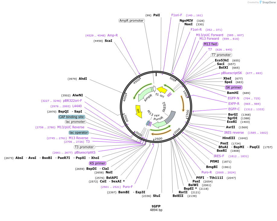26864-plasmid-map-sequence-id-12722