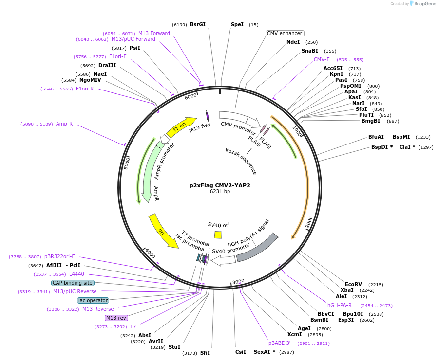 19045-plasmid-map-sequence-id-127229