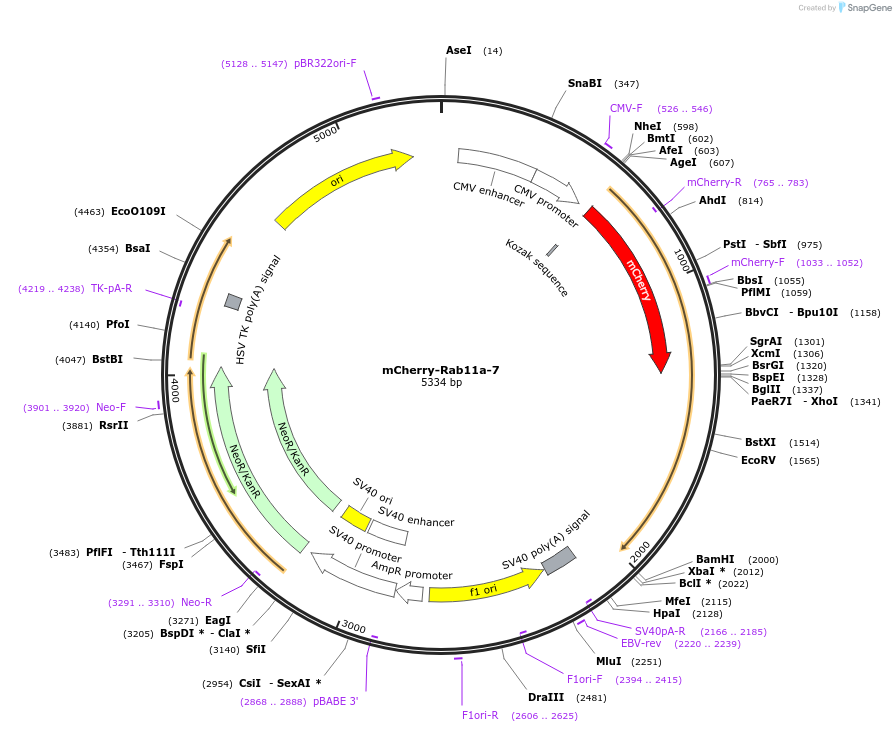 55124-plasmid-map-sequence-id-127231