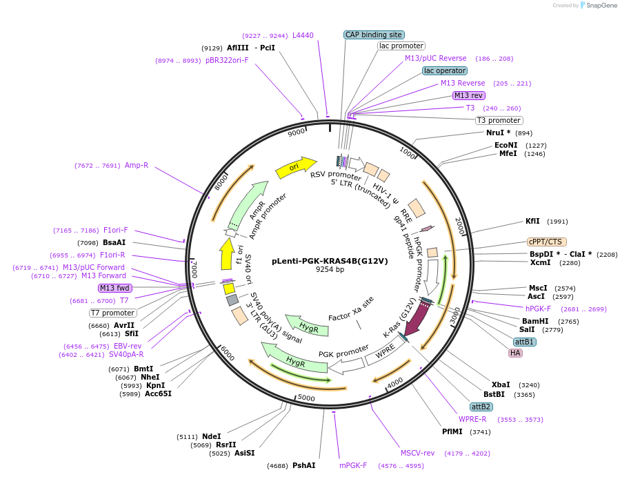 35633-plasmid-map-sequence-id-127233