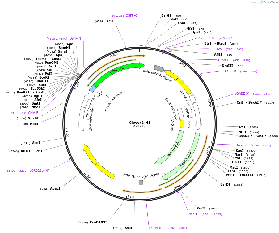 54537-plasmid-map-sequence-id-127234