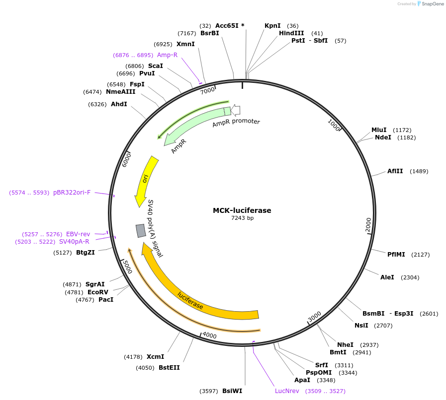 16062-plasmid-map-sequence-id-127236