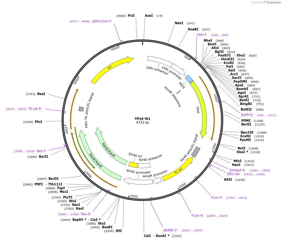 54637-plasmid-map-sequence-id-127237