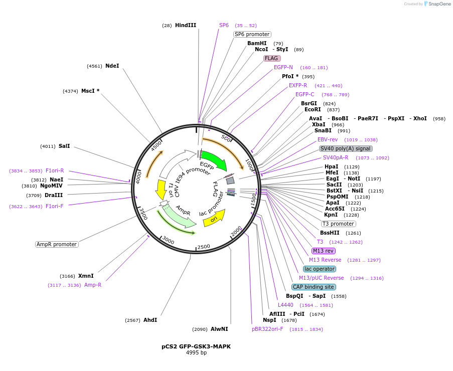 29689-plasmid-map-sequence-id-127238