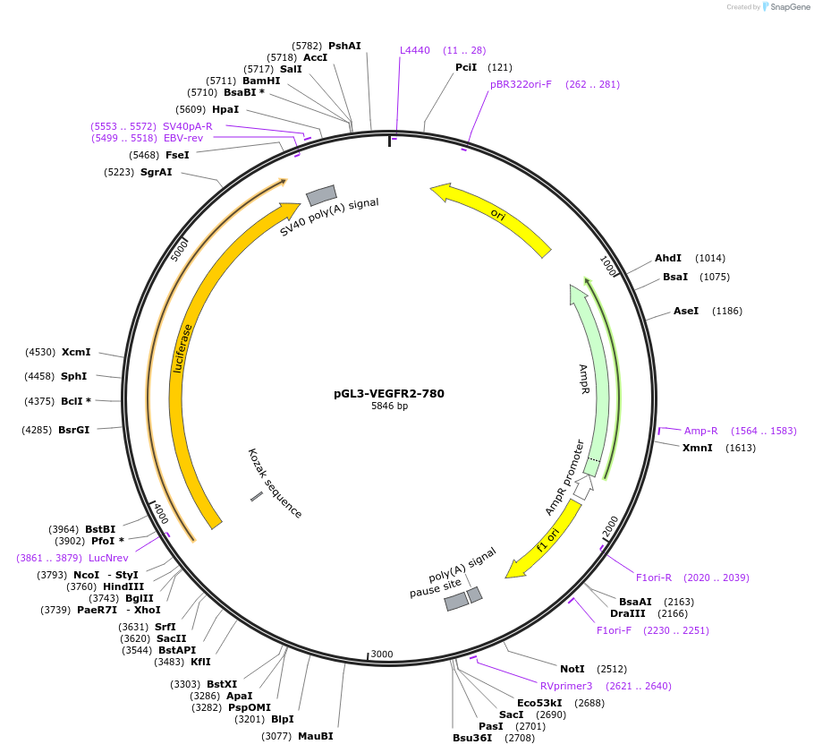 21307-plasmid-map-sequence-id-127240
