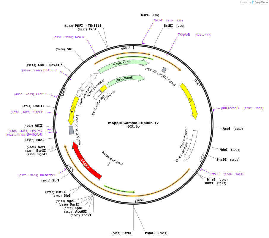 54905-plasmid-map-sequence-id-127244