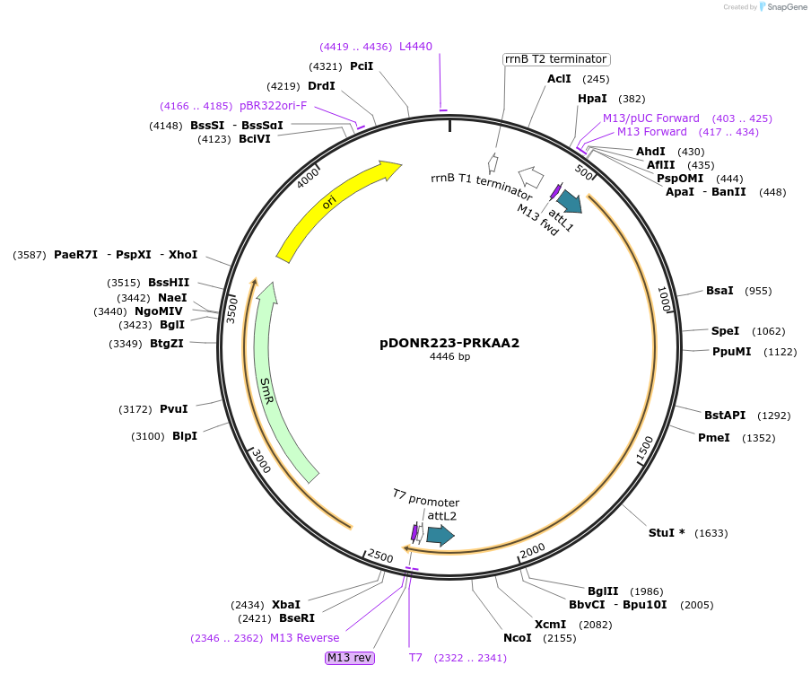 23671-plasmid-map-sequence-id-127245