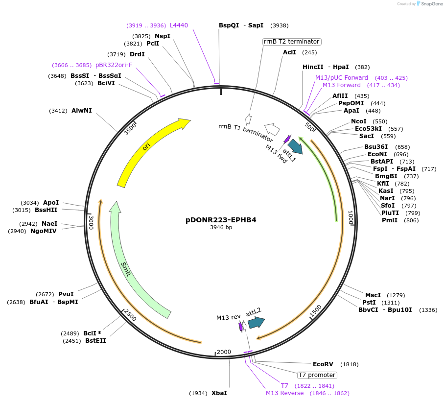 23896-plasmid-map-sequence-id-127247