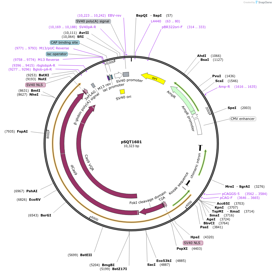 53369-plasmid-map-sequence-id-127248