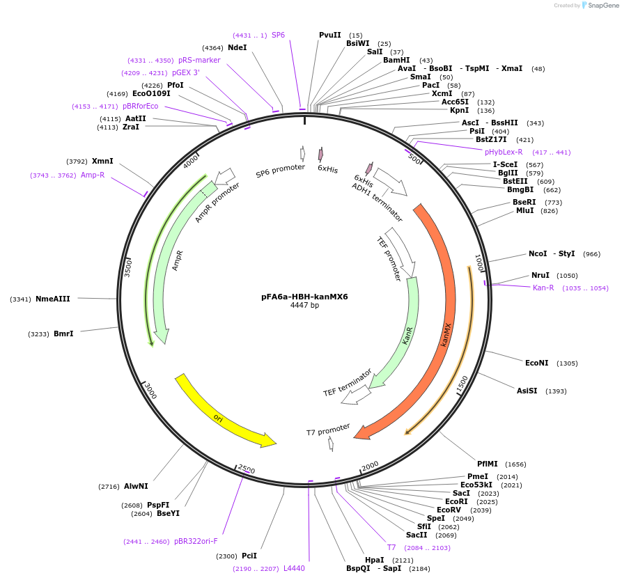 26872-plasmid-map-sequence-id-12726