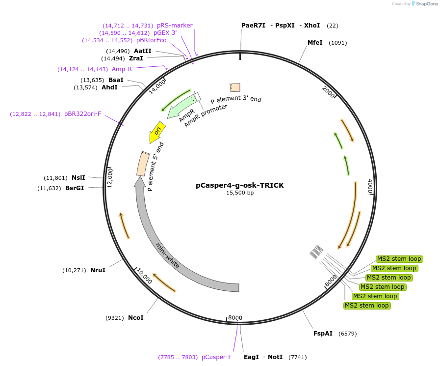 71244-plasmid-map-sequence-id-127267