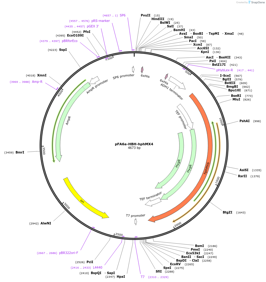 26873-plasmid-map-sequence-id-12727