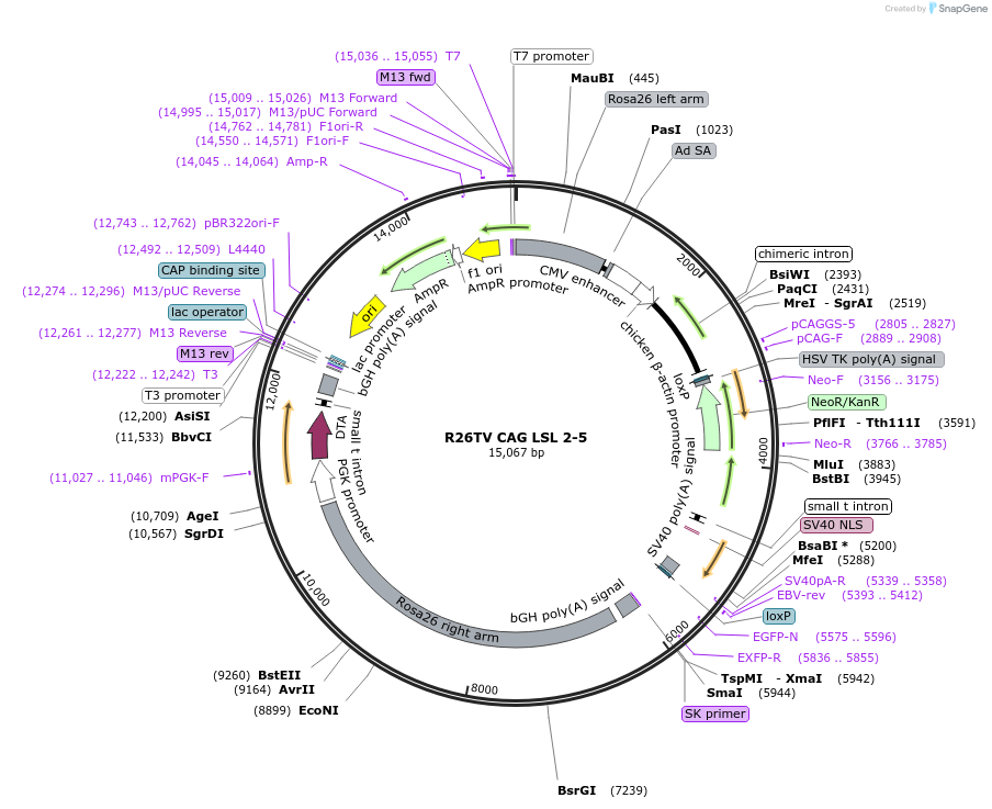 68412-plasmid-map-sequence-id-127277