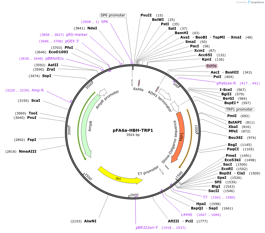 26874-plasmid-map-sequence-id-12728